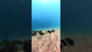 Stoplight Parrotfish and Porkfish Snorkeling Phil Foster Memorial Park Florida [upl. by Jojo]