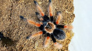 Tarantula Feeding  Mexican Fireleg Brachypelma boehmei 5 [upl. by Oicnoel]