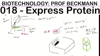 Biotechnology 018 Recombinant Protein Expression [upl. by Barncard]