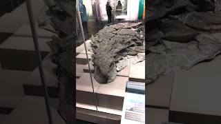 The Most Insane Dinosaur Find dinosaur prehistoric fossil [upl. by Towrey837]