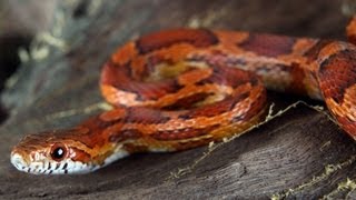 How to Take Care of a Corn Snake  Pet Snakes [upl. by Cecilius]