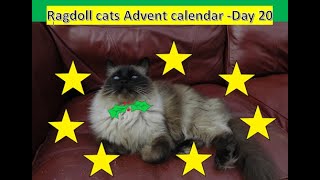 Christmas Advent Calendar Day 20 Living with Ragdolls [upl. by Aliber753]