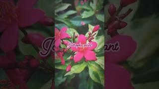 Jatropha plant AYKA GREENS plants shorts [upl. by Seuqcaj]