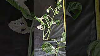 A1 rooted Monstera Adansonii Albo Variegata cutting gardenpropagation monsteranatureplants [upl. by Tamsky774]