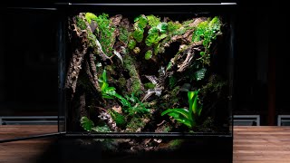 Deep Forest Dart Frog Vivarium 🌿 [upl. by Oimetra]