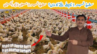 Control shed No 1 Broiler Chicks Weight Day 7  broiler chicken poultry farming  Amin Hamid Dar [upl. by Jair]