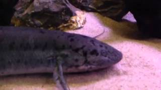 Polypterus Ornatipinnis [upl. by Nivonod]