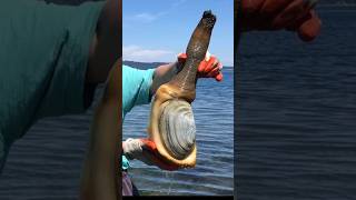 The Worlds Largest Clam Pacific Geoduck [upl. by Lorolla]