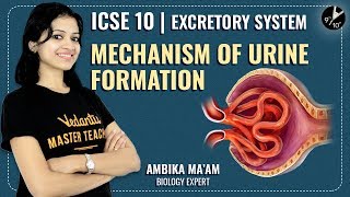 The Excretory System L2  Mechanism of Urine Formation  ICSE Class 10 Biology  Vedantu Class 10 [upl. by Vedetta]