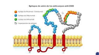 Desarrollo de linfocitos B  Parte 5 [upl. by Pantheas]