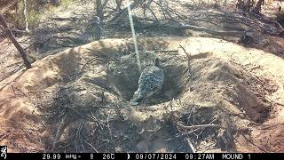 HURRAY The first Malleefowl egg of the 202425 season has been laid on 7 September Good luck egg [upl. by Annaeirb]