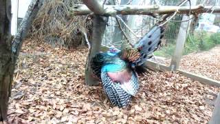 Ocellated Turkey Meleagris ocellata mating dance [upl. by Holle]