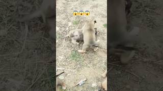 Puppies fighting 😱 puppies 4kviral [upl. by Sada]