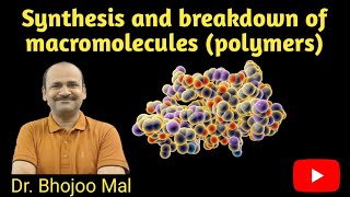 Synthesis and Breakdown of Macromolecules Class 11 Biology  by Dr Bhojoo Mal [upl. by Tristam436]