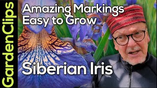 Siberian Iris  Iris sibirica  How to grow Siberian Iris  Easy and Care Free Flowering Perennial [upl. by Aninep775]