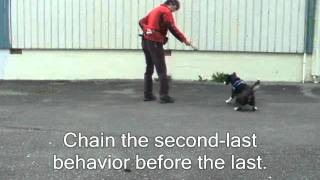 Back chaining 4 Behaviors with Clicker Training [upl. by Montanez]