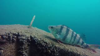 UK Scuba Diving Plane Wreck  Dosthill Quarry [upl. by Eidroj]