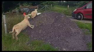 Sheepdog Training Rosy fetching sheep [upl. by Iggep]