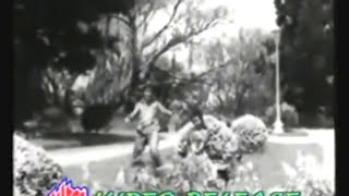 mujhe kitna pyar hai tumseDil Tera Deewana1962Shammi Kapooramp Mala SinhaShailendraS Ja tribute [upl. by Elroy733]