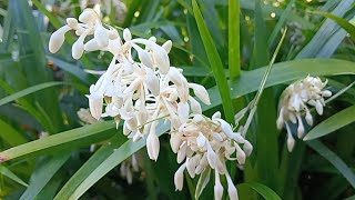 Ophiopogon Japonicus [upl. by Ivo]