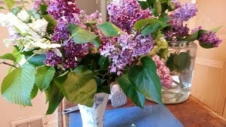 How to Prepare woody stems Lilacs for a Vase [upl. by Nyssa]