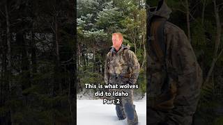 Should Wolves Be Hunted Part 2 wolf wolves idaho [upl. by Massarelli]