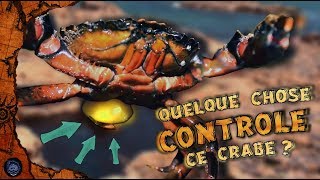 🐚 Ce parasite qui contrôle et transforme les crabes 🐚 [upl. by Leifeste]