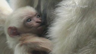 Adorable Suckling Week Old Critically Endangered Gibbon [upl. by Etnasa]