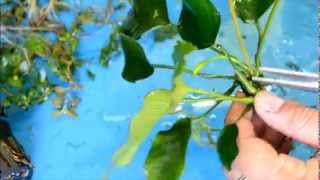 How to propagate Java fern Bolbitus Anubias [upl. by Eninnej351]