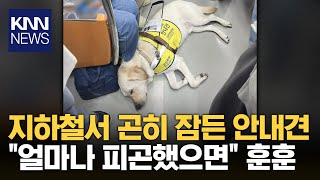 지하철서 잠든 안내견에 승객들 ‘긴장’…이유 알고보니 ‘훈훈’  KNN [upl. by Alvira170]