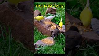 CAT TV Birds Enjoying A Meal Under The Tree Canopy  Bird TV For Cat To Watch 4K [upl. by Linda]