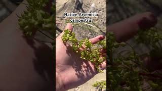 Native plant to the USA Artemisia campestris [upl. by Thrasher860]