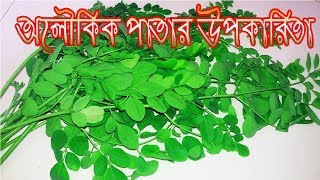 জেনে নিন সজিনা পাতার অসাধারণ সব উপকারিতা  Sojena Patar Upokarita [upl. by Leak]