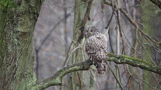 puszczyk uralski Strix uralensis [upl. by Ecirtnom]