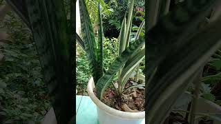 Sansevieria Varieties enjoybeautifulnaturewithrurallifenatureplants [upl. by Harrington]