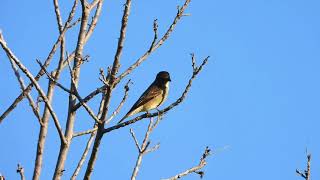 Olivesided Flycatcher caught a big moth [upl. by Matias]