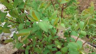 SIBIRSKA BOROVNICA  KAMČATKA ili HASKAP Lonicera caerulea [upl. by Dulcie]