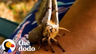 Giant Moth Trusts Her Rescuer To Raise Her Babies  The Dodo Heroes [upl. by Taggart]