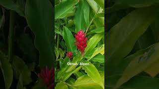 Alpinia purpurea jahemerah tanamanrimpang ensiklopediatanaman botanical [upl. by Oremodlab]