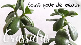 🌿 Soins pour de beaux Crassulas [upl. by Cob]