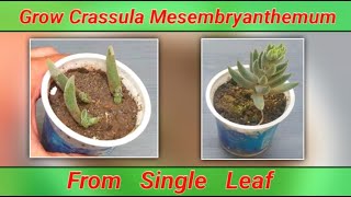 how to grow Crassula Mesembryanthemum from a single leaf  propagation of Crassula Mesembryanthemum [upl. by Aileek641]