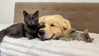 Adorable Kittens Cant Sleep Without Their Giant Golden Retriever [upl. by Sigrid]