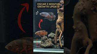 Oscar Fish Growth Update oscarfish oscarfishlover oscarfishaquarium shorts [upl. by Terb]