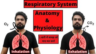 Respiratory system anatomy and physiology  Structure  Organs  Functions  Hindi [upl. by Ioyal]