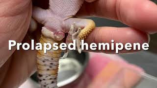 Prolapsed hemipene in a leopard gecko is carefully replaced [upl. by Hadeis]