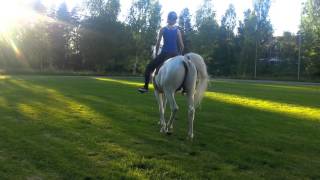 Arab horse jumping  dressage [upl. by Baxter943]