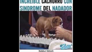 Cachorro con sindrome del nadador  Swimmingpuppy syndrome [upl. by Faunie]