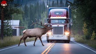 Tragic 40 Horrifying Moments of Animals Colliding with Car and Truck Part 2 [upl. by Esbensen]