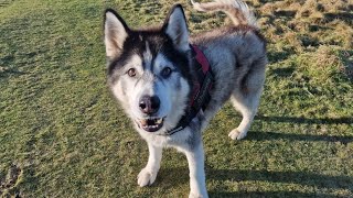 Old Husky Puts All His Energy Into It So Heartwarming [upl. by Aidne]