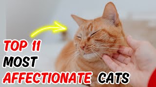 If Youre Looking For A Cat That Loves Cuddles 👉 Here Are The 11 Most Affectionate Cat Breeds [upl. by Nnyltak]